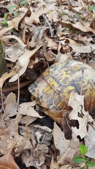 US Army Corps of Engineers Picture 4