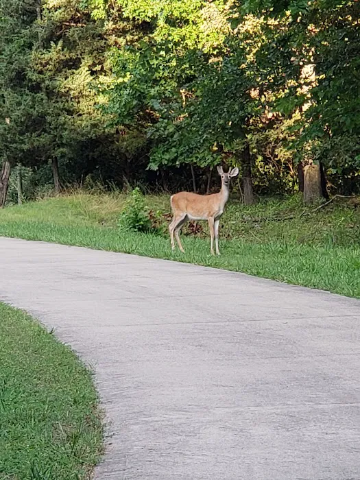 South Marcum Campground Picture 2