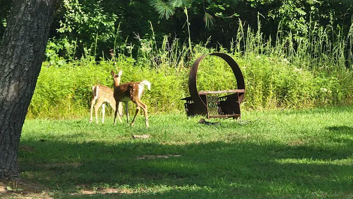 Owl's Roost Picture 5