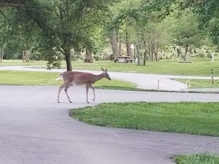 Owl's Roost Picture 6