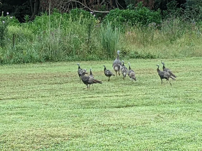 Owl's Roost Picture 7