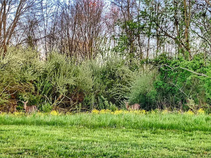 Buck Ridge Picture 1