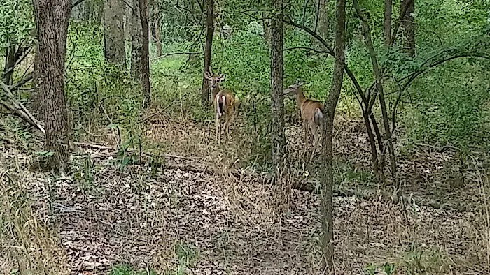 Buck Ridge Picture 9