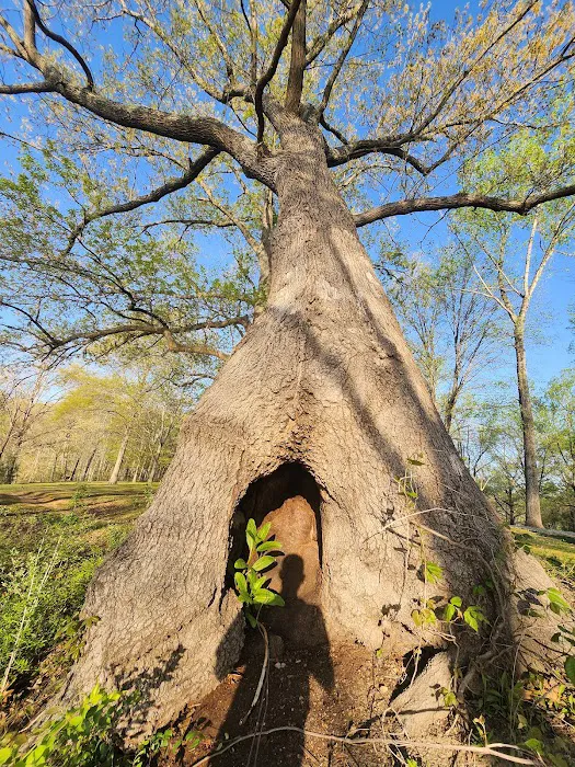 Lake Murphysboro Campground Picture 6