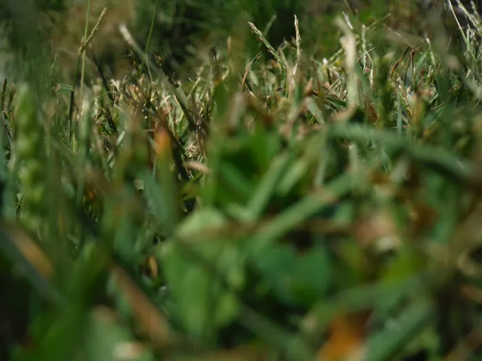 Old Bates Campground Picture 1