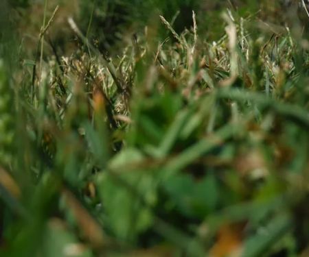 Old Bates Campground