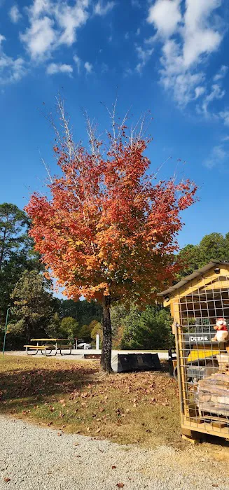 Pin Oak RV Campground Picture 9