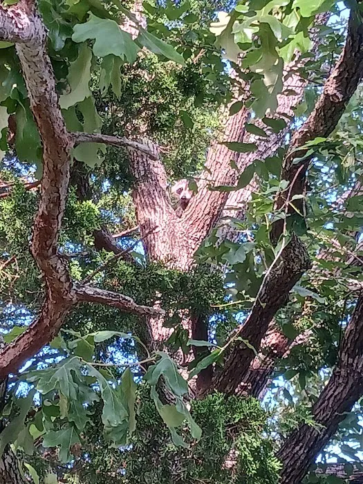 Pin Oak Picture 6