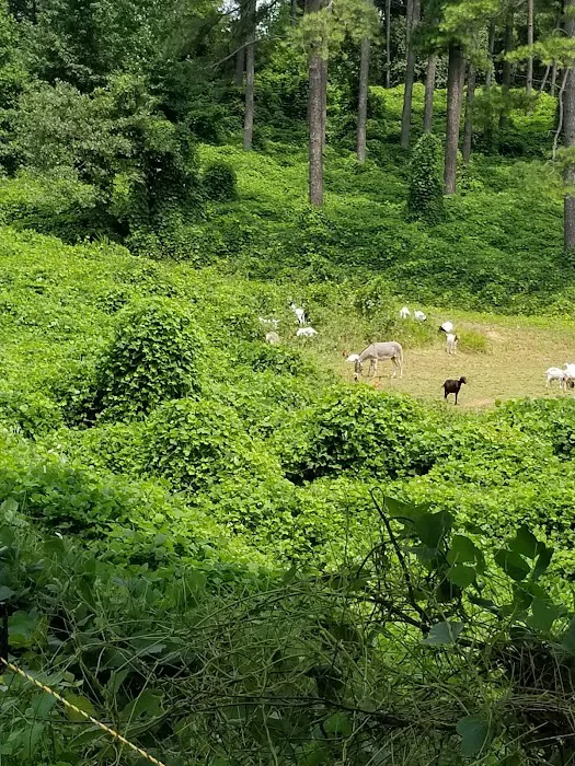 Natchez Trace State Park Campground Picture 8