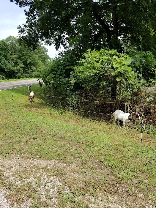 Natchez Trace State Park Campground Picture 7