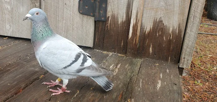 Blackwater Ranch Picture 5