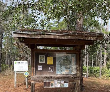 Jennings State Forest - Hammock Campground