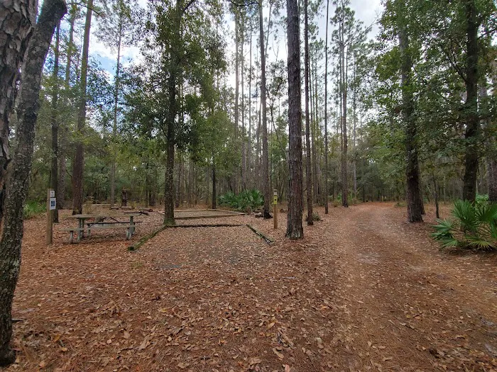 Jennings State Forest - Hammock Campground Picture 5