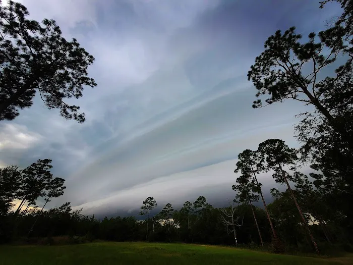 Jennings State Forest - Hammock Campground Picture 9