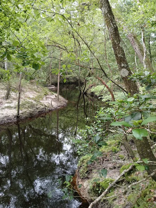 Jennings State Forest - Hammock Campground Picture 3