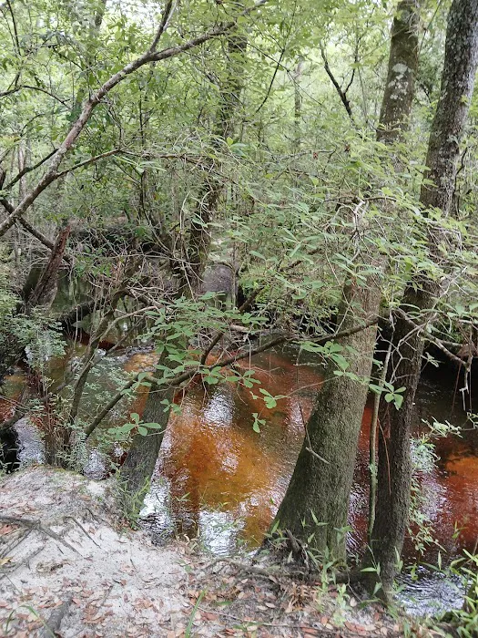 Jennings State Forest - Hammock Campground Picture 6