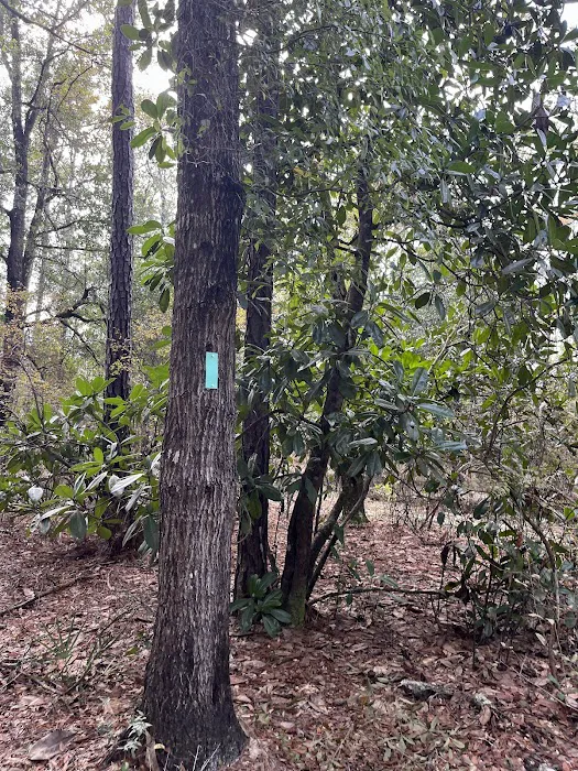 Jennings State Forest - Hammock Campground Picture 10