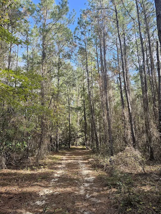 Bootleggers Campground Jennings State Forest, FL Picture 1