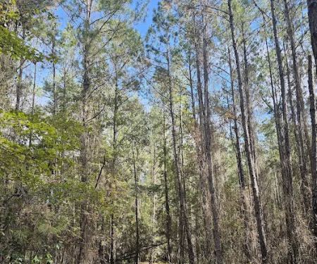 Bootleggers Campground Jennings State Forest, FL