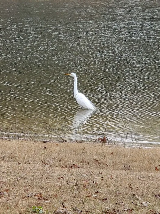 White Oak (Creek) Campground Picture 4