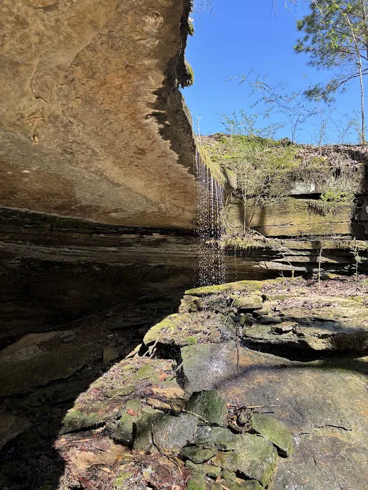 The Camp @ Smith Lake Tiny Home # 1 Picture 10