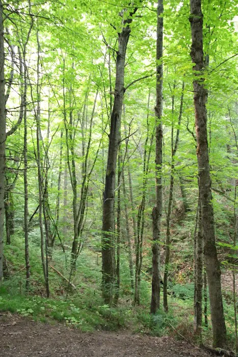 Lower Falls Portage Campground Picture 6