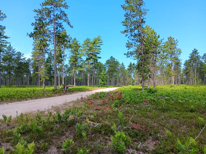 Bodi Lake State Forest Campground Picture 5