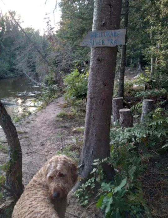 Great Lakes Yurt Camp Picture 2