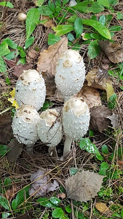 Pretty Lake State Forest Campground Picture 1