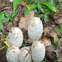 Pretty Lake State Forest Campground ico