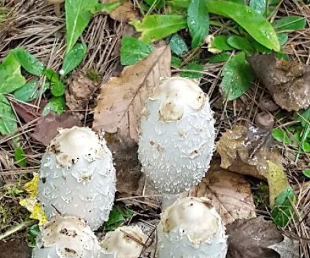 Pretty Lake State Forest Campground