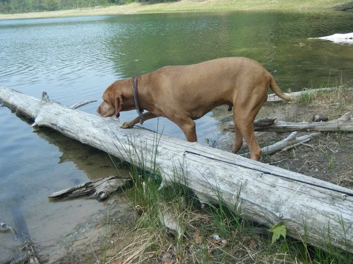 Holland Lake State Forest Campground Picture 10