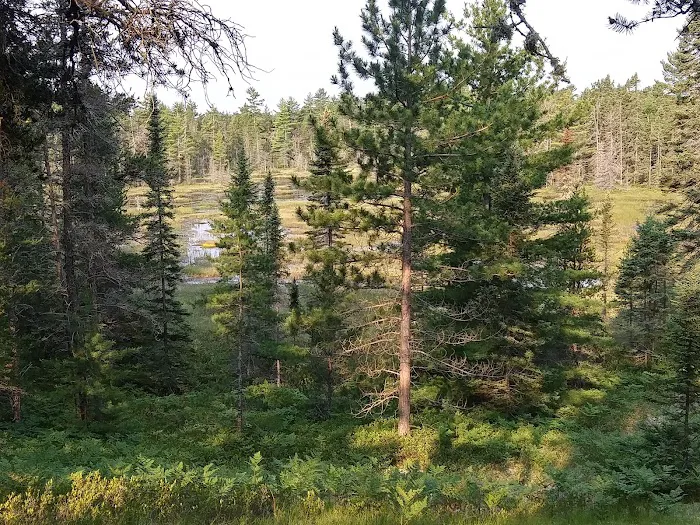 Blind Sucker #2 State Forest Campground Picture 2