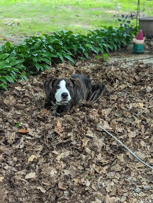 Badger Camp & Resort Picture 7