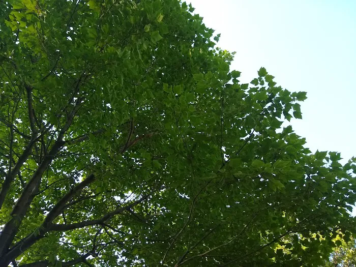 Red Oak Campground Picture 8