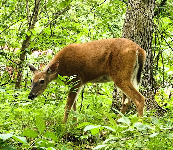 Kilby Lake Campground Picture 3