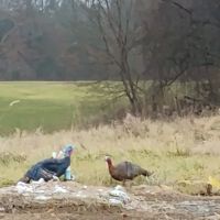 Keokuk Bridge Shop ico