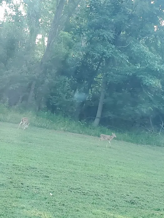 Wayne Fi.... Campground Picture 2