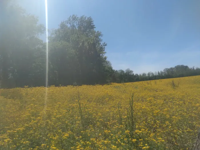 Indian Camp Campground Picture 6