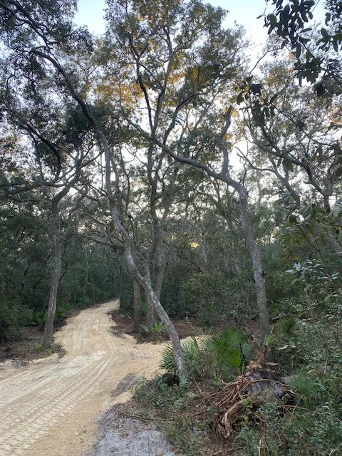 High Vibes PMA Picture 5