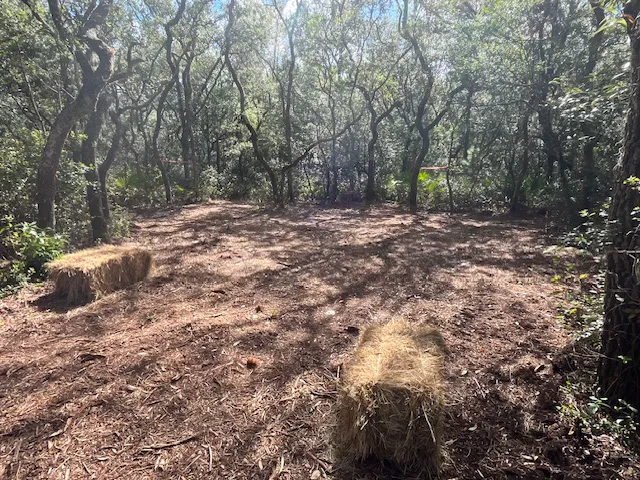 High Vibes PMA Picture 6