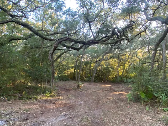 High Vibes PMA Picture 3