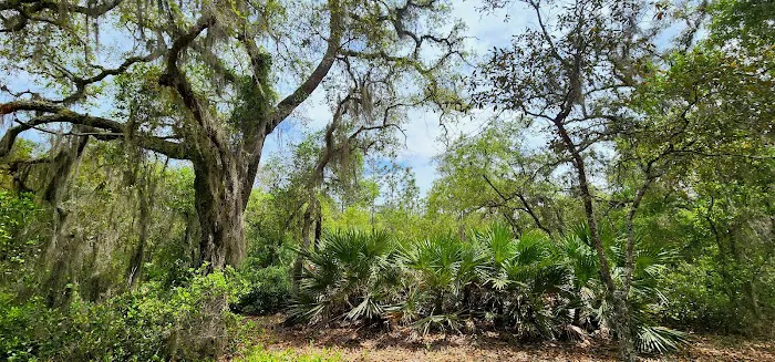 Etoniah State Forest Campground Picture 4