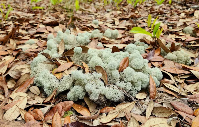 Etoniah State Forest Campground Picture 6