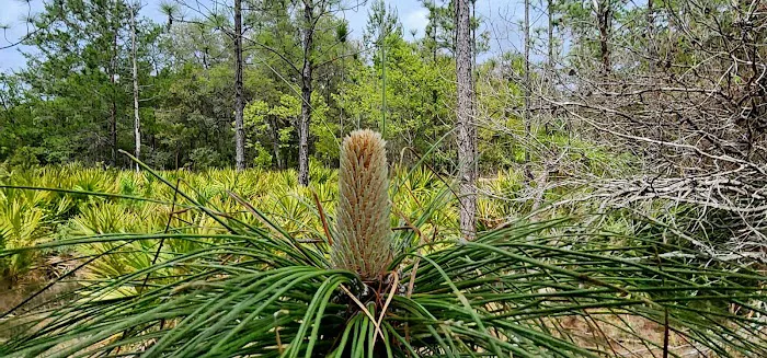 Etoniah State Forest Campground Picture 9