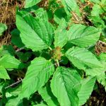 Brookside City Campground