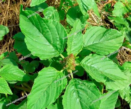 Brookside City Campground