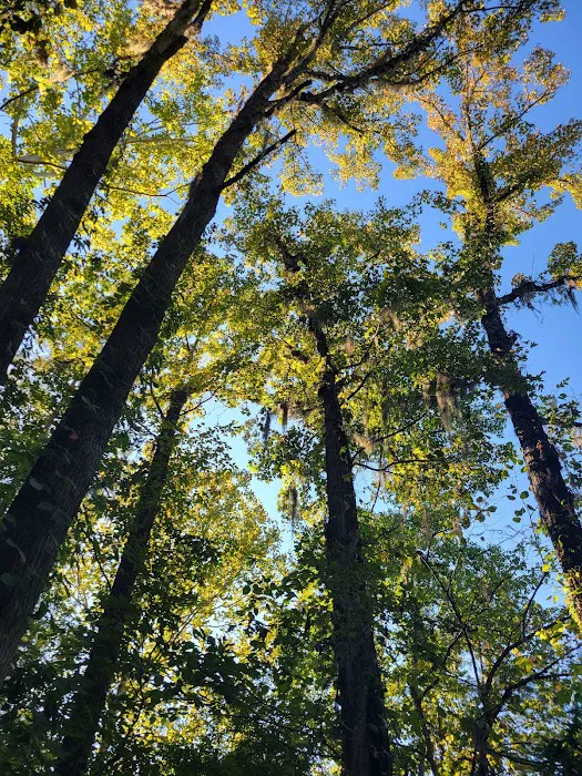 Gunter Hill Campground, Site 26 Picture 3