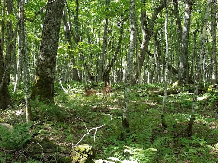 Masse Homestead Campground Picture 1