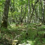 Masse Homestead Campground